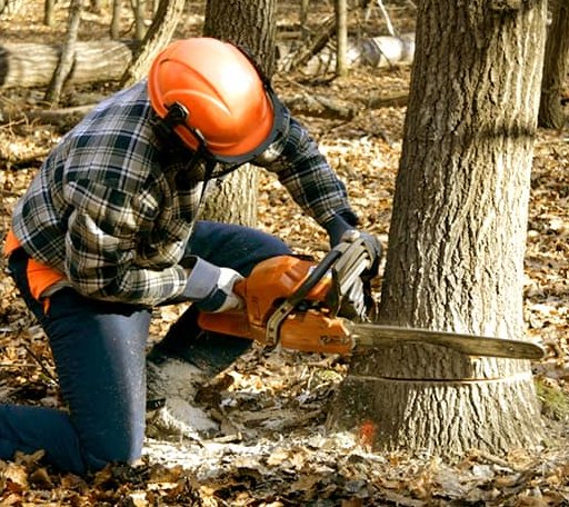 Tree Removal in Marion, MS
